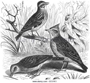 eurasian-skylark-alauda-arvensis-woodlark-lullula-arborea-crested-g7jyk1